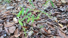 Leucas lavandulifolia