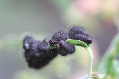Calligrapha serpentina
