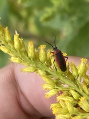 Lopidea instabilis