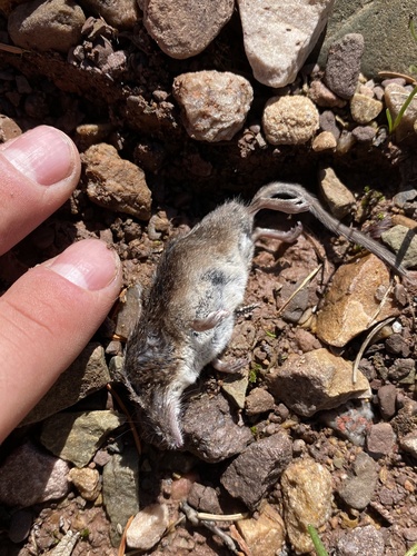 Dwarf Shrew (Sorex nanus) — Least Concern Mammalia