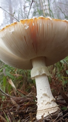 Amanita muscaria