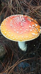 Amanita muscaria