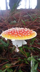 Amanita muscaria