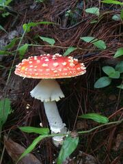 Amanita muscaria
