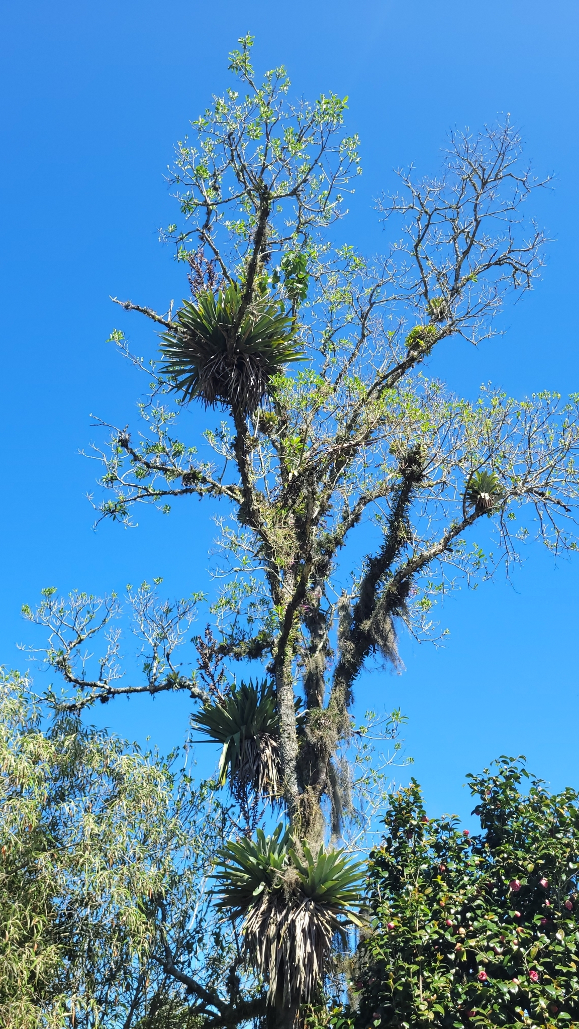 Vriesea gigantea
