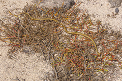 Pseudalsophis dorsalis