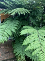 Alsophila spinulosa