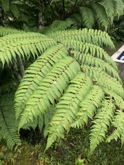 Alsophila spinulosa