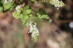 Apoidea