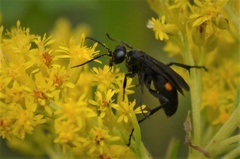 Anoplius semicinctus