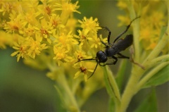 Anoplius semicinctus