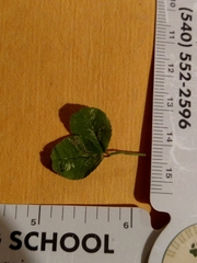 Liriomyza fricki