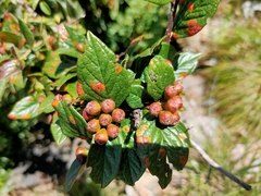 Cotoneaster konishii