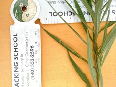 Calycomyza solidaginis