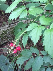 Actaea rubra rubra