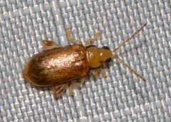 Systena marginalis