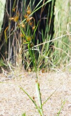 Rhynchospora macrostachya