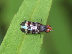 Chaetopsis fulvifrons