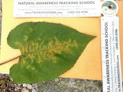 Scrobipalpula manierreorum