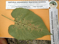 Scrobipalpula manierreorum