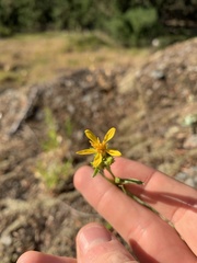 Columbiadoria hallii