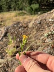 Columbiadoria hallii