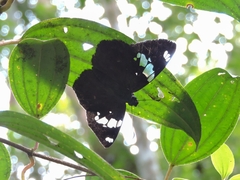 Celaenorrhinus similis