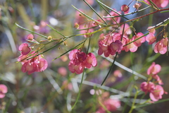 Dodonaea filifolia