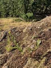 Columbiadoria hallii