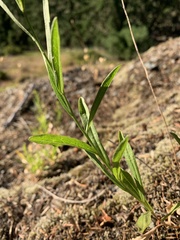 Columbiadoria hallii