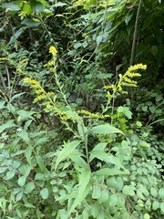 Solidago canadensis hargeri