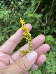 Solidago canadensis hargeri