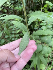Solidago canadensis hargeri