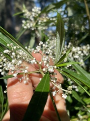 Logania albiflora