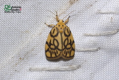 Miltochrista synestramena