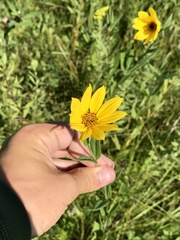 Helianthus nuttallii