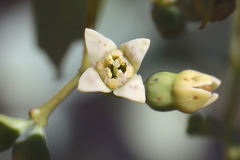 Santalum lanceolatum