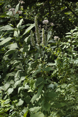 Agastache scrophulariifolia