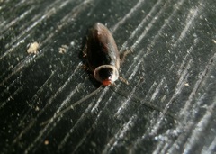 Sorineuchora nigra