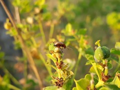 Aphthona nigriscutis