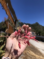 Hesperaloe