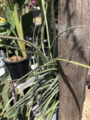 Hesperaloe