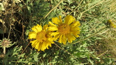 Gaillardia cabrerae