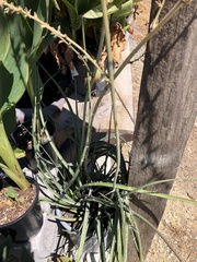 Hesperaloe