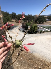 Hesperaloe