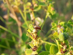 Aphthona nigriscutis