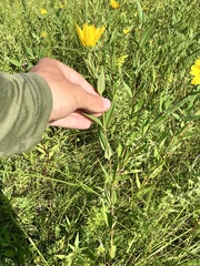 Helianthus nuttallii