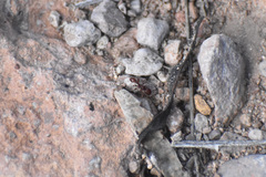 Pogonomyrmex pima