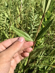 Helianthus nuttallii