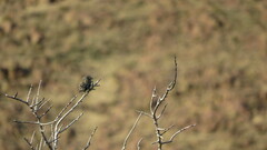 Rhopospina carbonaria
